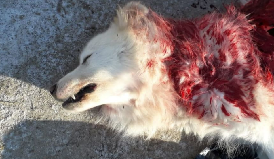 Wolfsangriff! Schutzhund von Wölfen zerfleischt - Spaziergänger machen traurige Entdeckung!