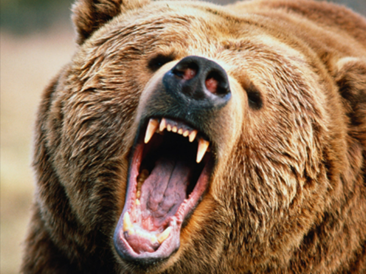 Deutschlands bekanntester Tierfilmer von Bär zerfleischt - er entkommt nur knapp dem Tod!